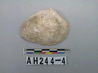 藏品(大型貝殼)的圖片